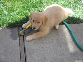 Bailey013