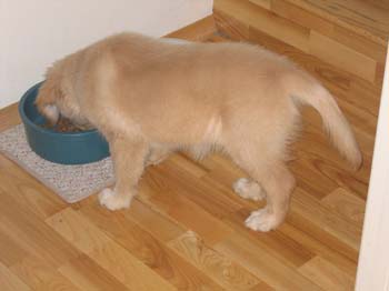 Bailey018