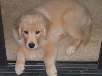 Bailey022
