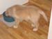 Bailey018