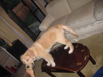 Bailey001