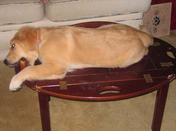 Bailey002