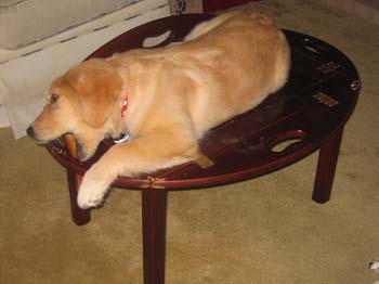 Bailey003