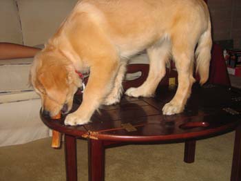 Bailey005
