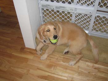 Bailey006