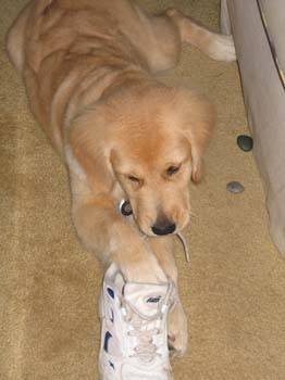 Bailey009