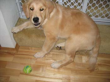 Bailey011