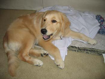 Bailey015