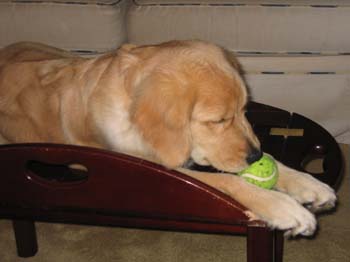 Bailey018