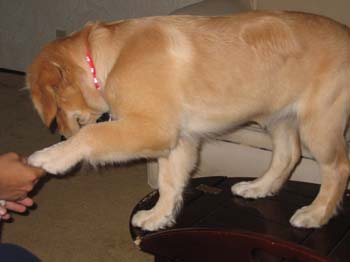 Bailey020