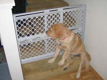 Bailey022