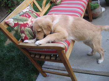 Bailey024