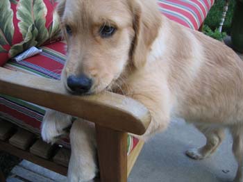 Bailey025