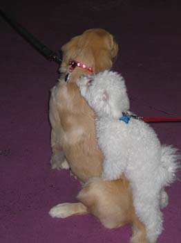 Bailey027