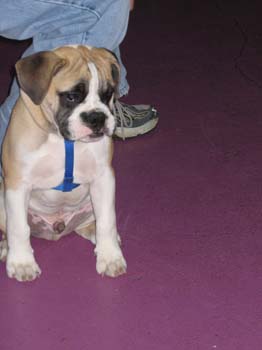 Bailey028