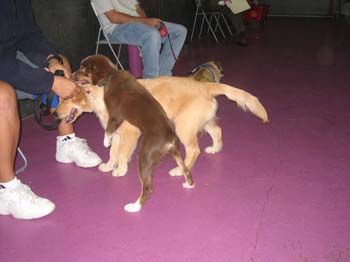 Bailey038