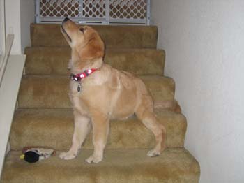 Bailey039