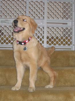 Bailey040