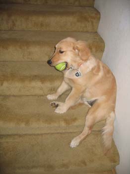 Bailey041