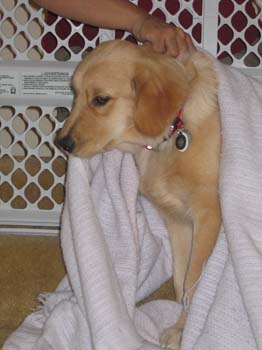 Bailey042