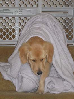 Bailey044