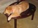 Bailey003