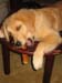 Bailey004