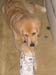Bailey009