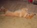 Bailey010