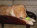 Bailey018