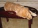 Bailey019
