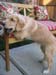 Bailey026