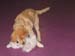 Bailey030