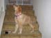 Bailey039