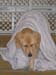 Bailey044