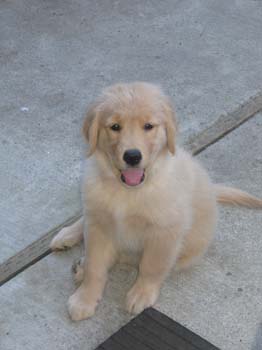 Bailey001
