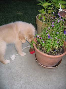 Bailey002