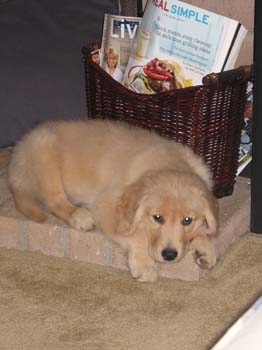 Bailey005