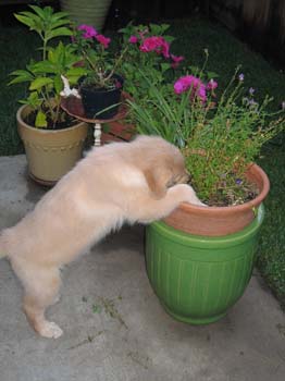 Bailey008