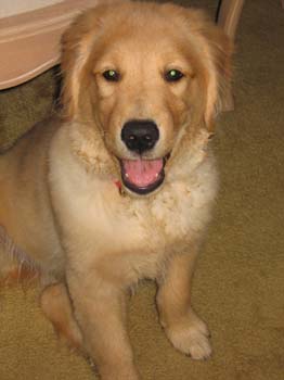Bailey009