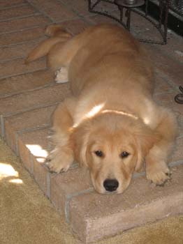 Bailey010