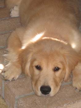 Bailey011