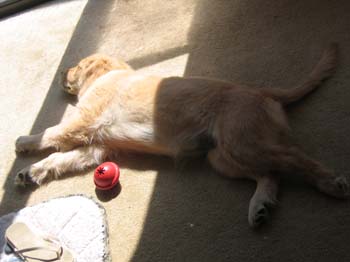 Bailey013
