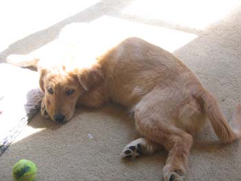 Bailey014