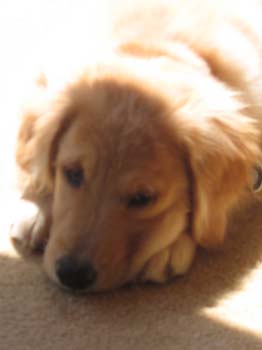 Bailey015
