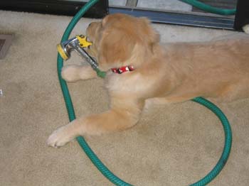 Bailey016