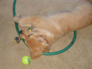 Bailey017