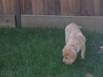 Bailey018