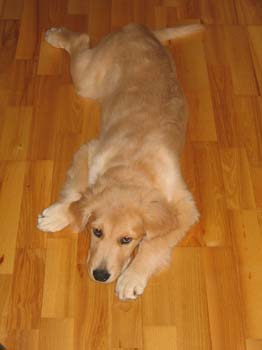 Bailey019
