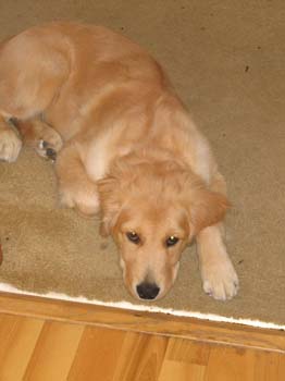 Bailey021